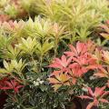 Colourful evergreen foliage shrubs