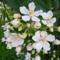 Coastal evergreen shrubs