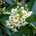 Fragrant evergreen shrubs