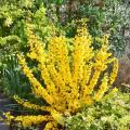 Shrubs