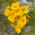 Exotic shrubs with yellow and orange flowers