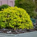 Border Shrubs