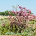 Shrubs resistant to sea spray