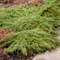 Hardy shrubs