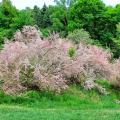 Wind-resistant shrubs
