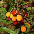 Arbutus - Strawberry tree