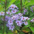 Summer Asters
