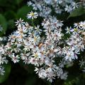 Asters for shade