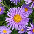 Spring Asters