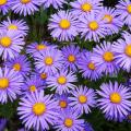 Non-invasive asters