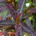 Black-leaved Asters