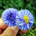 Blue Asters