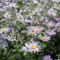 Long-flowering asters