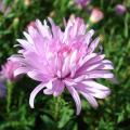 Asters A to Z