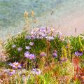 Waterside/bank Asters