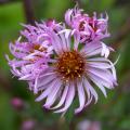 Tall Asters