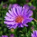 Medium-height Asters