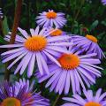 Asters by colour