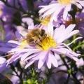 Asters for rock gardens