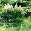 Tall Astilbe