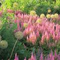 Dwarf Astilbe