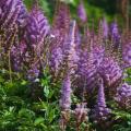 Purple Astilbes