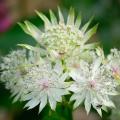 White Astrantia