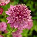 Pink Astrantia