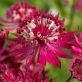 Red astrantia