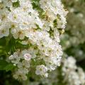 Hawthorn Crataegus