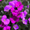 Aubrieta - Rock Cress