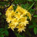 Chinese Azalea