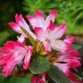 Japanese Azalea