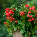 Trailing begonias