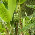 Fruit-bearing bananas