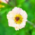 Geum with white flowers