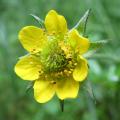 Geum with yellow flowers