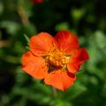 Geum with orange flowers