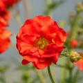 Geum with red flowers