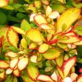 Coloured foliage Berberis