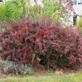 Hedge Berberis