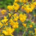 Decorative flowering Berberis