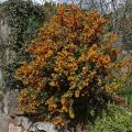 Wild Berberis