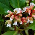 Bergenia