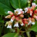 White Bergenia