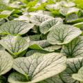 Silver foliage Siberian Bugloss