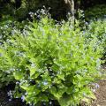 Golden foliage Siberian Bugloss