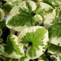 Variegated Siberian Bugloss