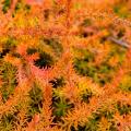 Heathers with orange, copper or bronze foliage