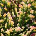 Variegated-leaved Heathers